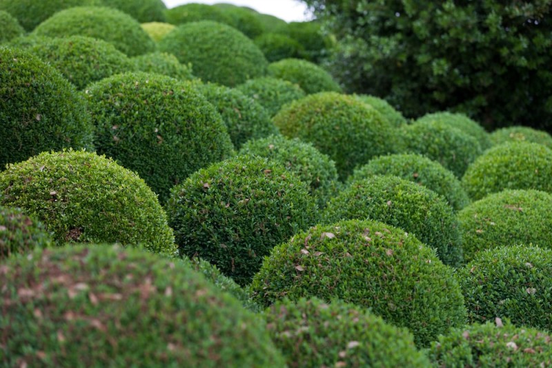 Garden Topiary Forms and Topiary Art